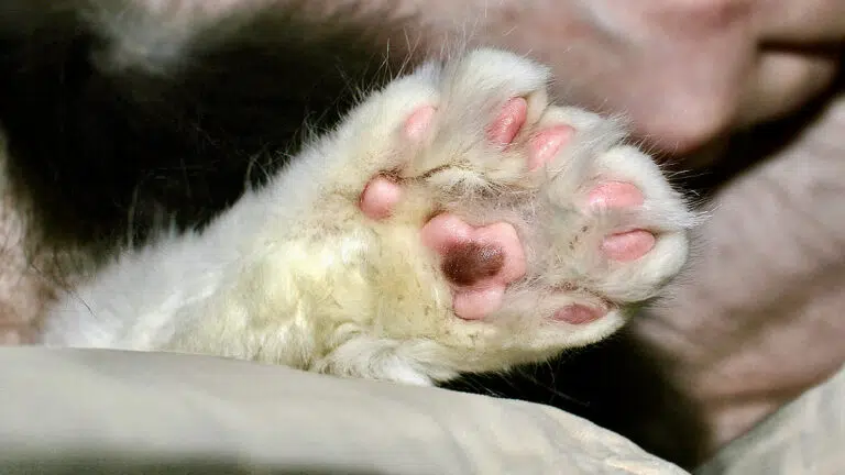 Polydactyl cat with 7 toes